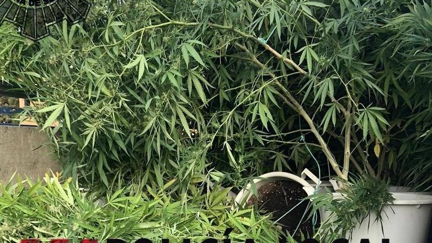 Detenido un joven por cultivar 20 plantas de marihuana en su casa de La Alcayna