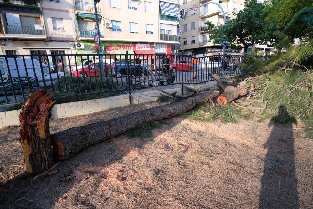 Cinco personas resultan heridas por la caída de la rama de un árbol en Elda