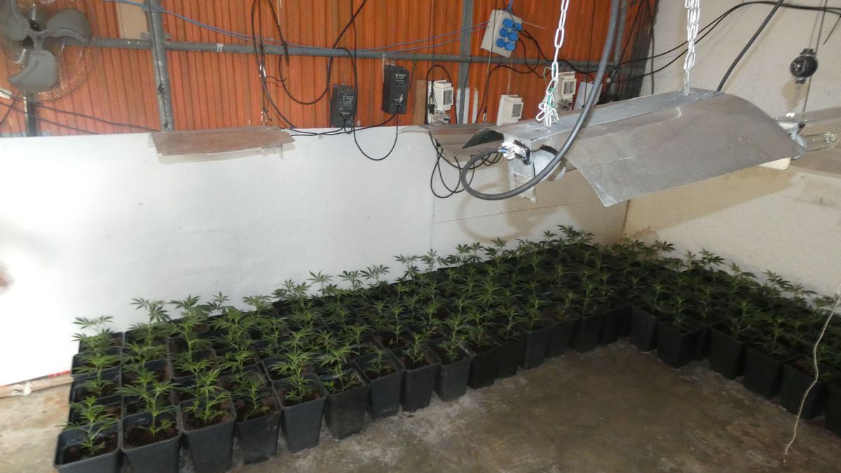 Es van localitzar 505 plantes de marihuana i divers material per facilitar el cultiu