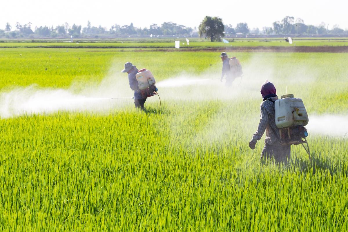 La sentencia es un fuerte varapalo para las entidades que piden el control de pesticidas