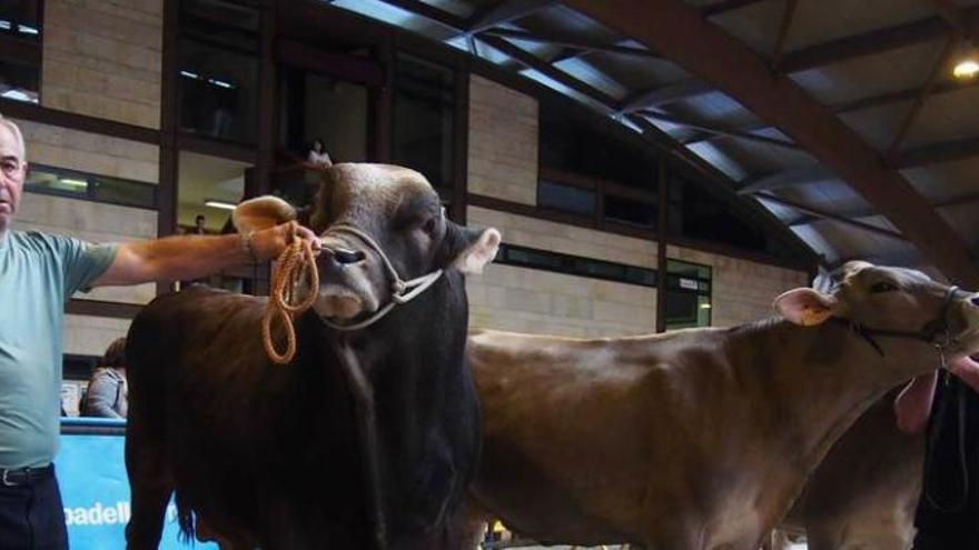 José Luis Llano sujeta a &quot;Morti&quot;, gran campeón de raza parda, con &quot;Dalia&quot;, gran campeona, detrás.