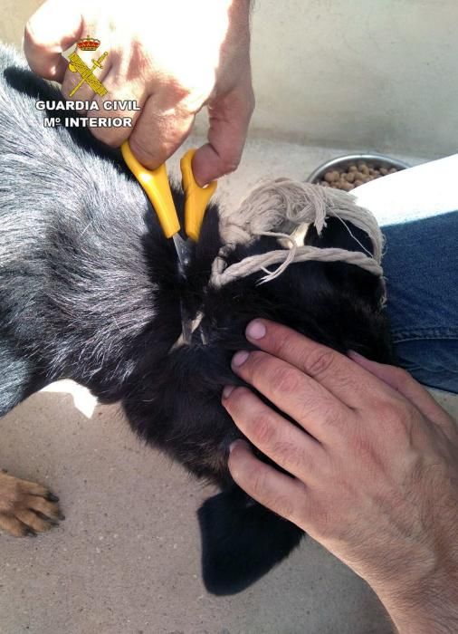 Perros desnutridos y con lesiones en Los Ramos