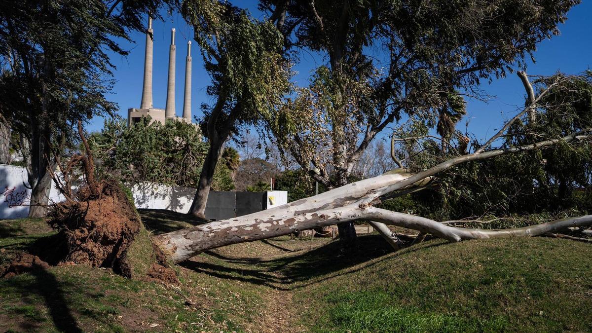 Un arbre caigut en un temporal de vent