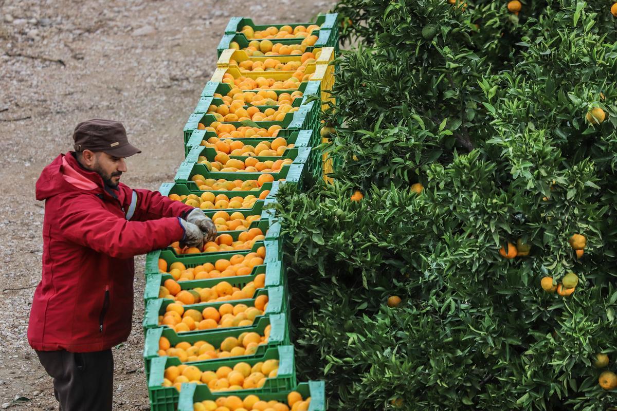 Recolección de naranjas en una plantación de la Vega Baja.