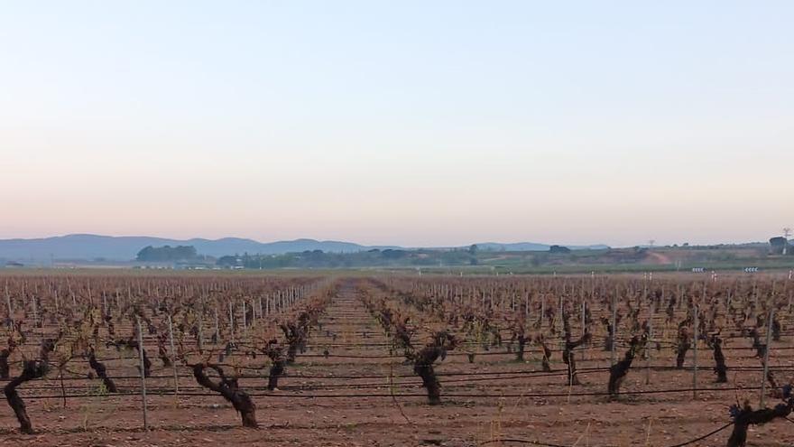 Utiel bonificará el IBI rústico a los agricultores damnificados por el temporal