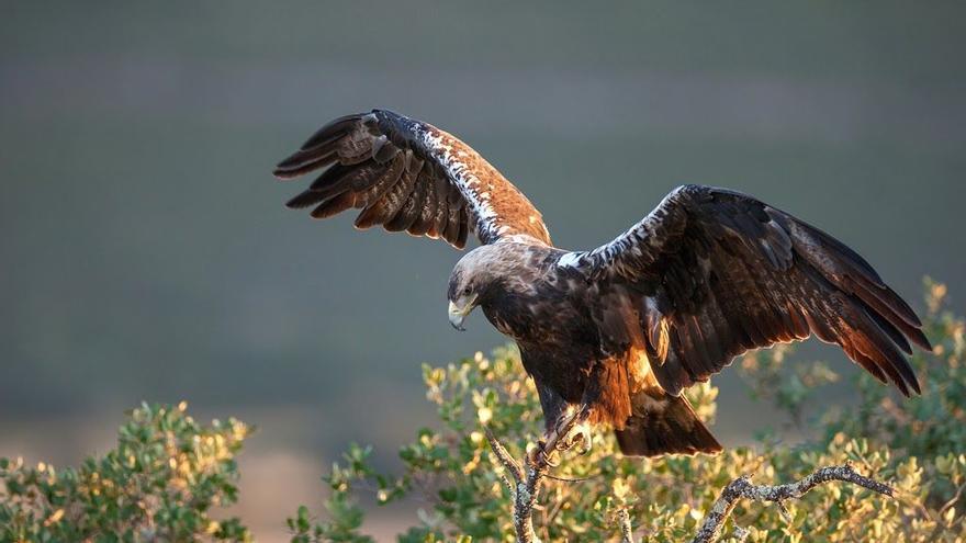 El águila imperial ibérica &#039;resucita&#039;: 101 parejas solo en Castilla y León