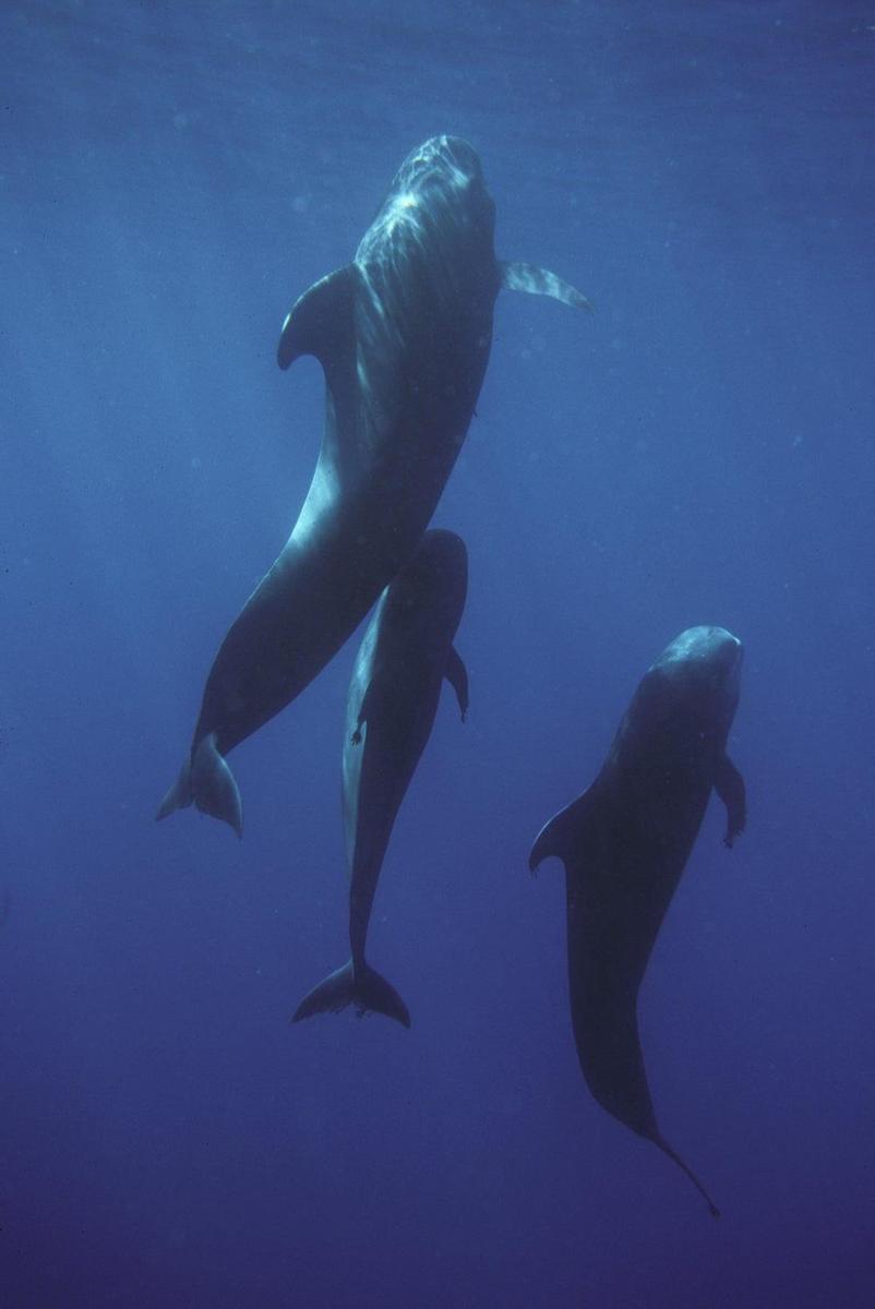 Cetáceos en La Gomera