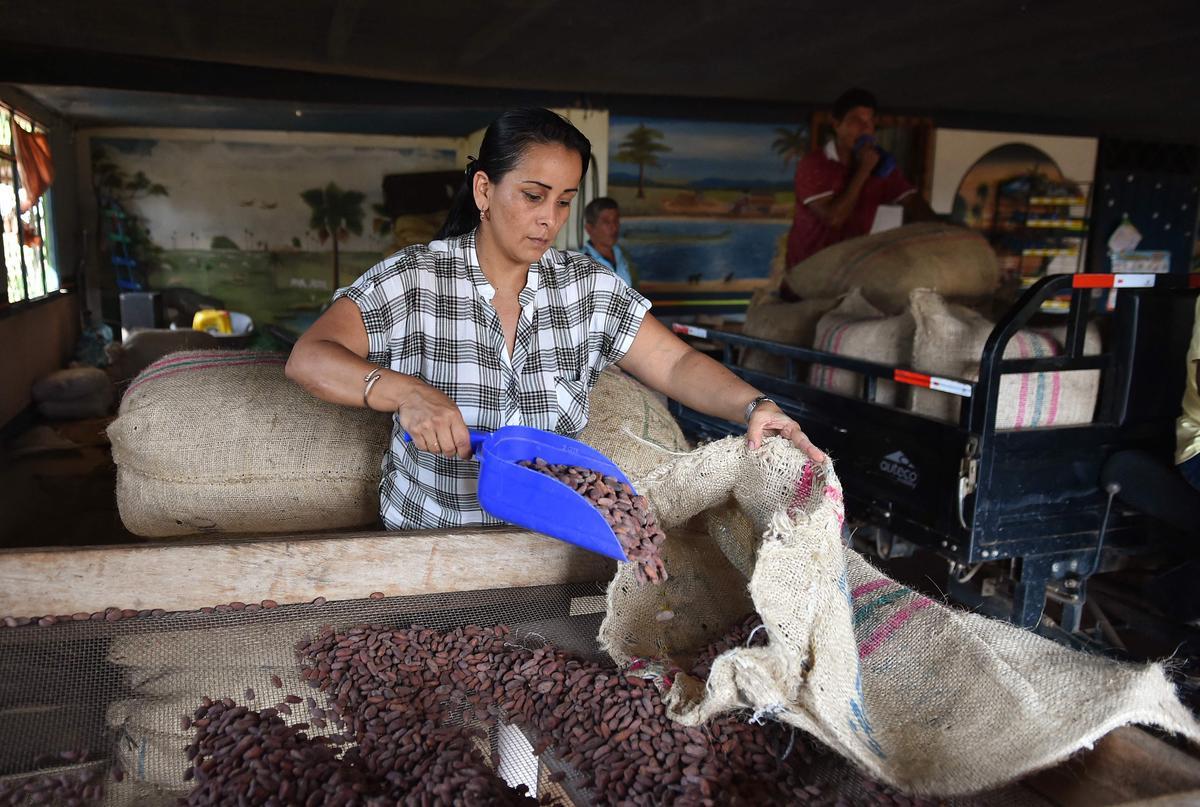 Desde hace diez años en Guerima, Colombia, los árboles de cacao reemplazan a los arbustos de coca en este departamento del tamaño de Guatemala, fronterizo con Venezuela. Está lejos de la bonanza que trajo el ingrediente principal de la cocaína, pero se ha convertido en una fuente estable de ingresos.