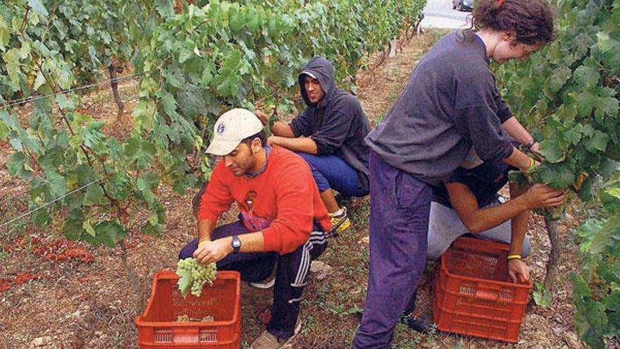 Una vendimia en la denominación de origen del Ribeiro. Jesús Regal