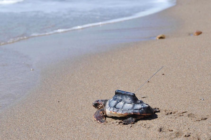 Medidas para conservar las tortugas marinas