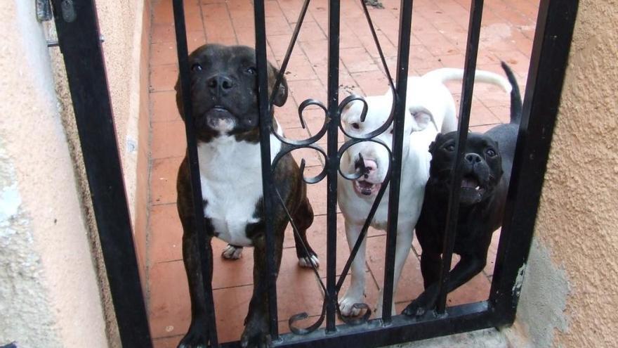 Els tres gossos intervinguts a Bellcaire per la policia