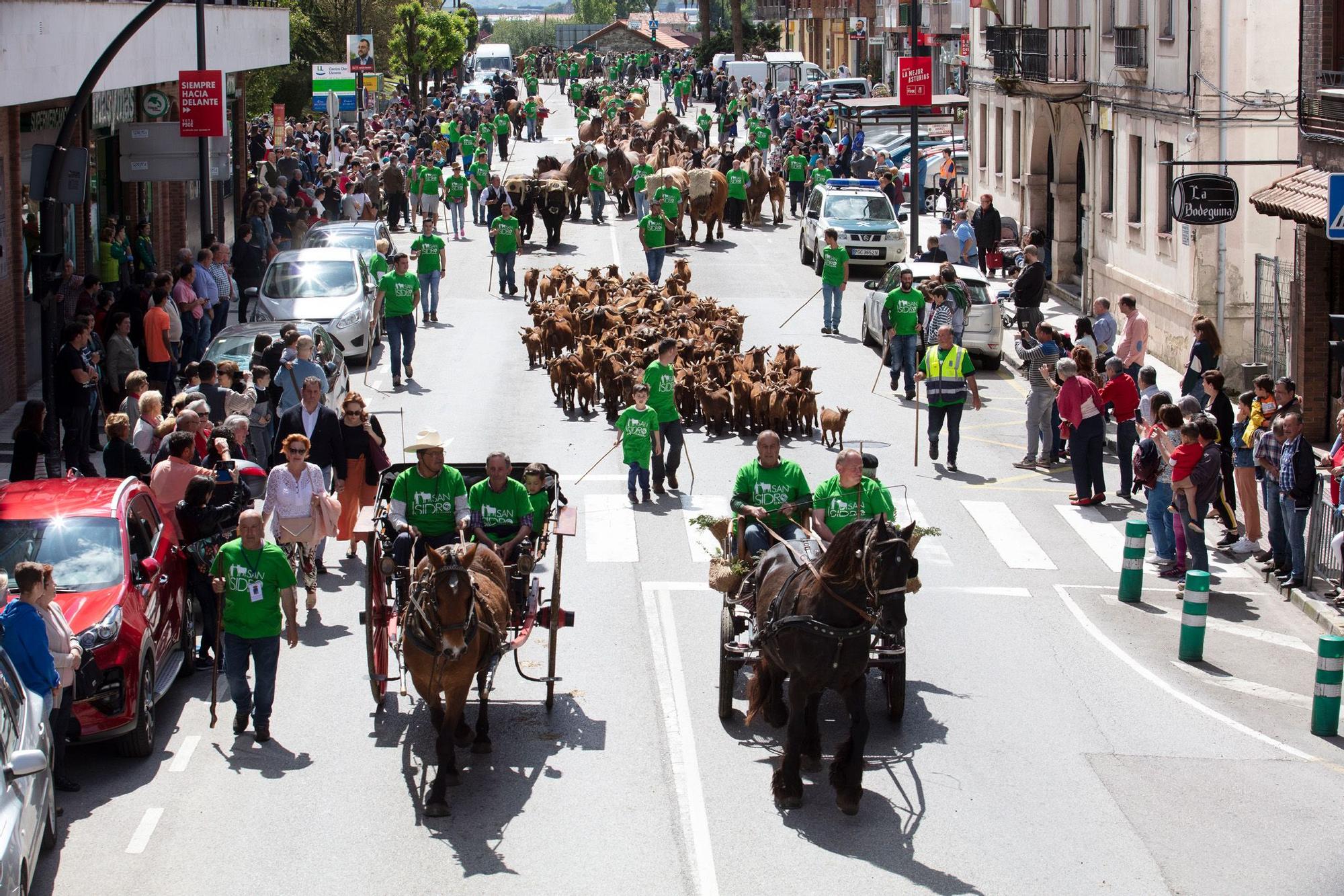 Regresa el espectacular desfile de carros y reses a Posada: Llanera ya organiza la cita de este año