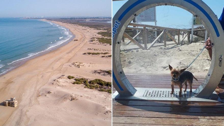 La conocida ciudad de Cádiz que creó la primera playa canina de toda la provincia: los perros pueden refrescarse en el mar, correr por la arena y usar las duchas adaptadas