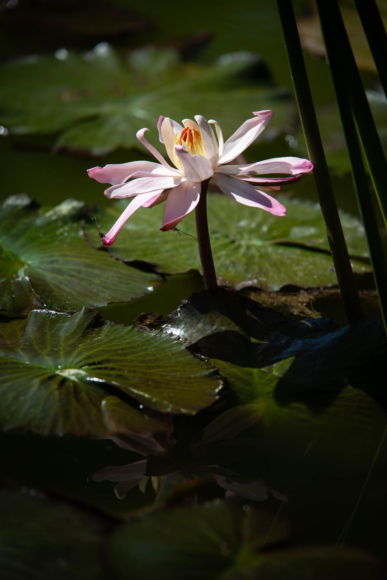 Reapertura Jardín Botánico