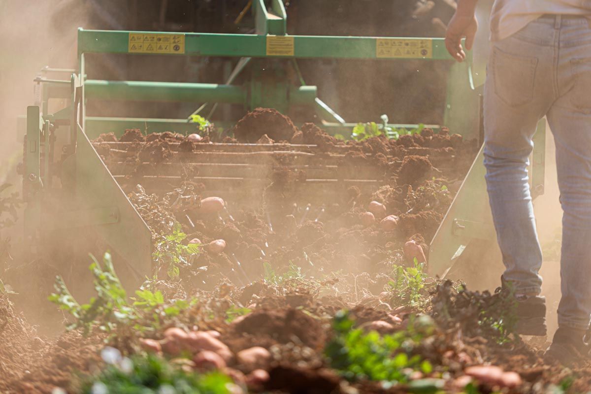Galería: Los productores de Ibiza recogerán 2,7 millones de kilos de patata en 2025