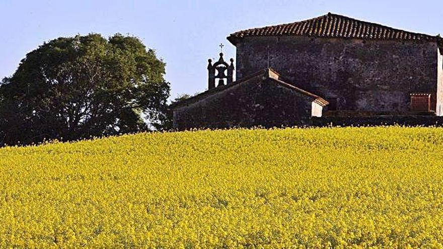 Les llavors de colza es trituren per produir oli de cuina i com a matèria primera per a biodièsel.