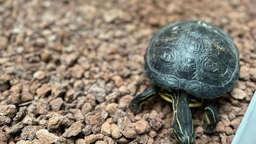 La Policía Local de Rafelbunyol rescata a una tortuga de la acequia de Moncada