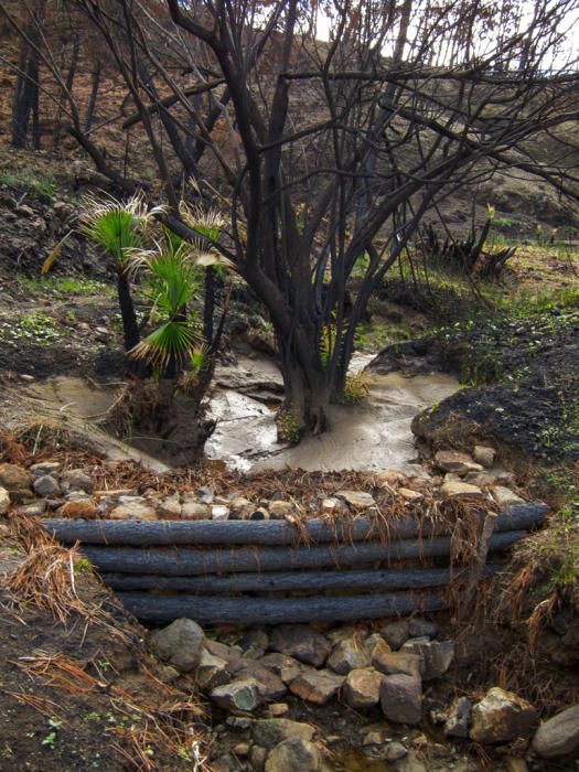 Hace cinco años, un gran incendio afectaba a 8.000 hectáreas de los municipios de Coín, Alhaurín el Grande, Mijas, Marbella, Ojén y Monda. Hoy se trabaja en recuperar las zonas afectadas.