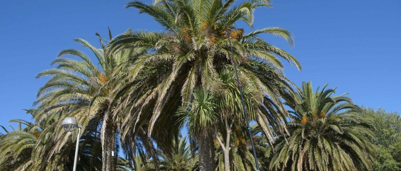 Palmeral del paseo marítimo de Cambados, muy afectado por la plaga del picudo.  | // NOÉ PARGA