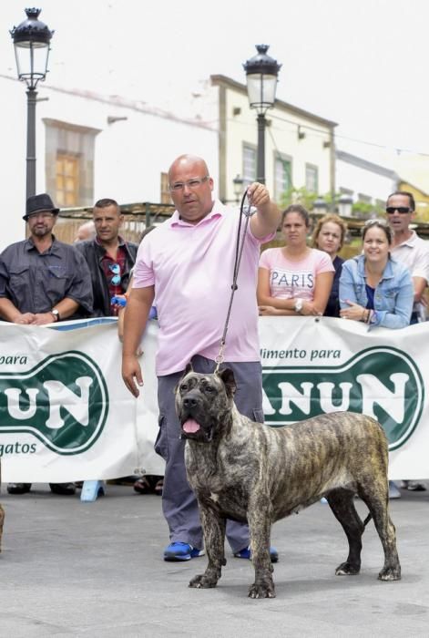 Celebración del I Certamen Nacional de perro ...