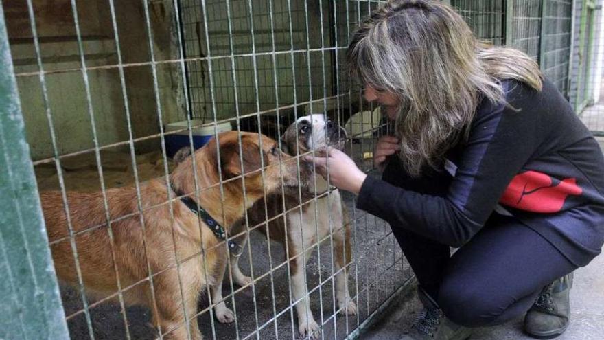 Olga Costa en las dependencias del refugio de animales de Cambados. // Noé Parga