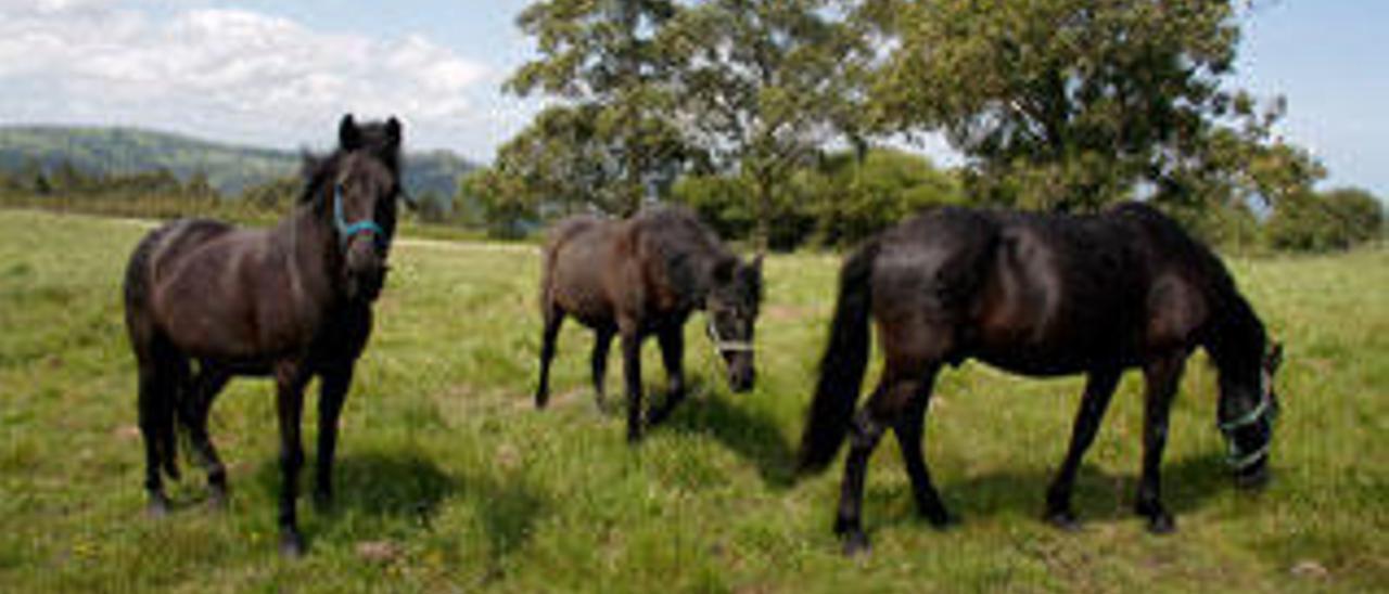 Tres asturcones.