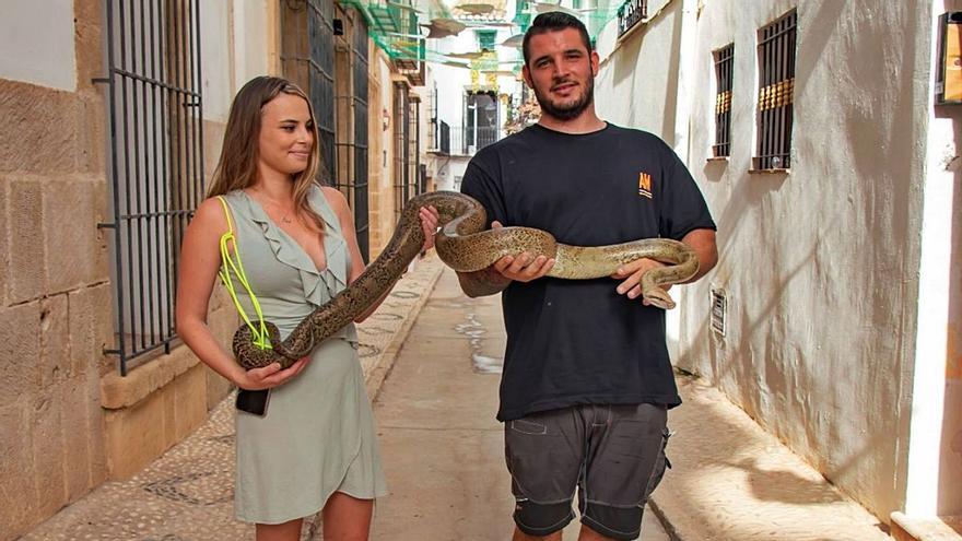 &#039;Peluche&#039;, la pitón de dos metros y medio que escapó a tomar el fresco en Benissa