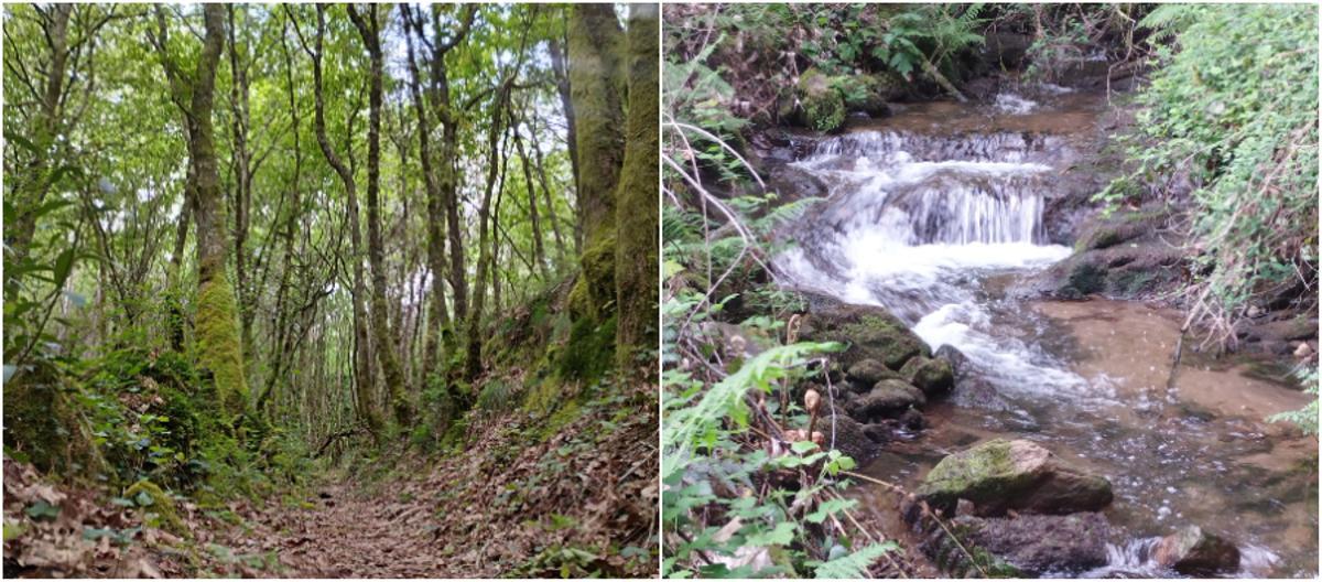 Zona de arbolado alto, a la izquierda, y un riachuelo de sur a norte. A Estrada