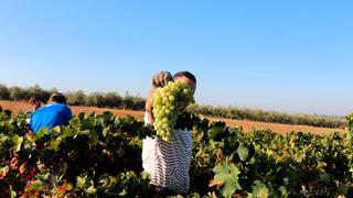 El Condado de Huelva prevé una cosecha que ronde los 21 millones de kilos de uva