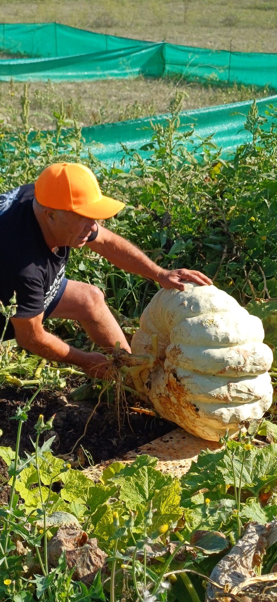 FOTOS | Muro recoge las calabazas sembradas en la finca experimental