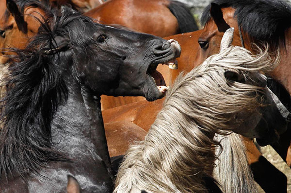 Dos cavalls lluiten durant la tradicional Rapa das Bestas, en què participen centenars de cavalls salvatges, a la localitat d’Amil (Pontevedra).