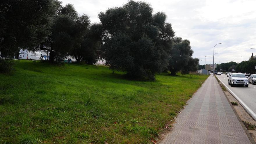 Girona farà melmelades i oli amb els fruits que culli en arbres de la ciutat