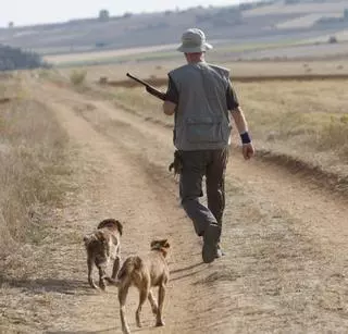 Arranca la media veda en Zamora: Los cazadores afrontan con optimismo la temporada por la cría favorable de la codorniz