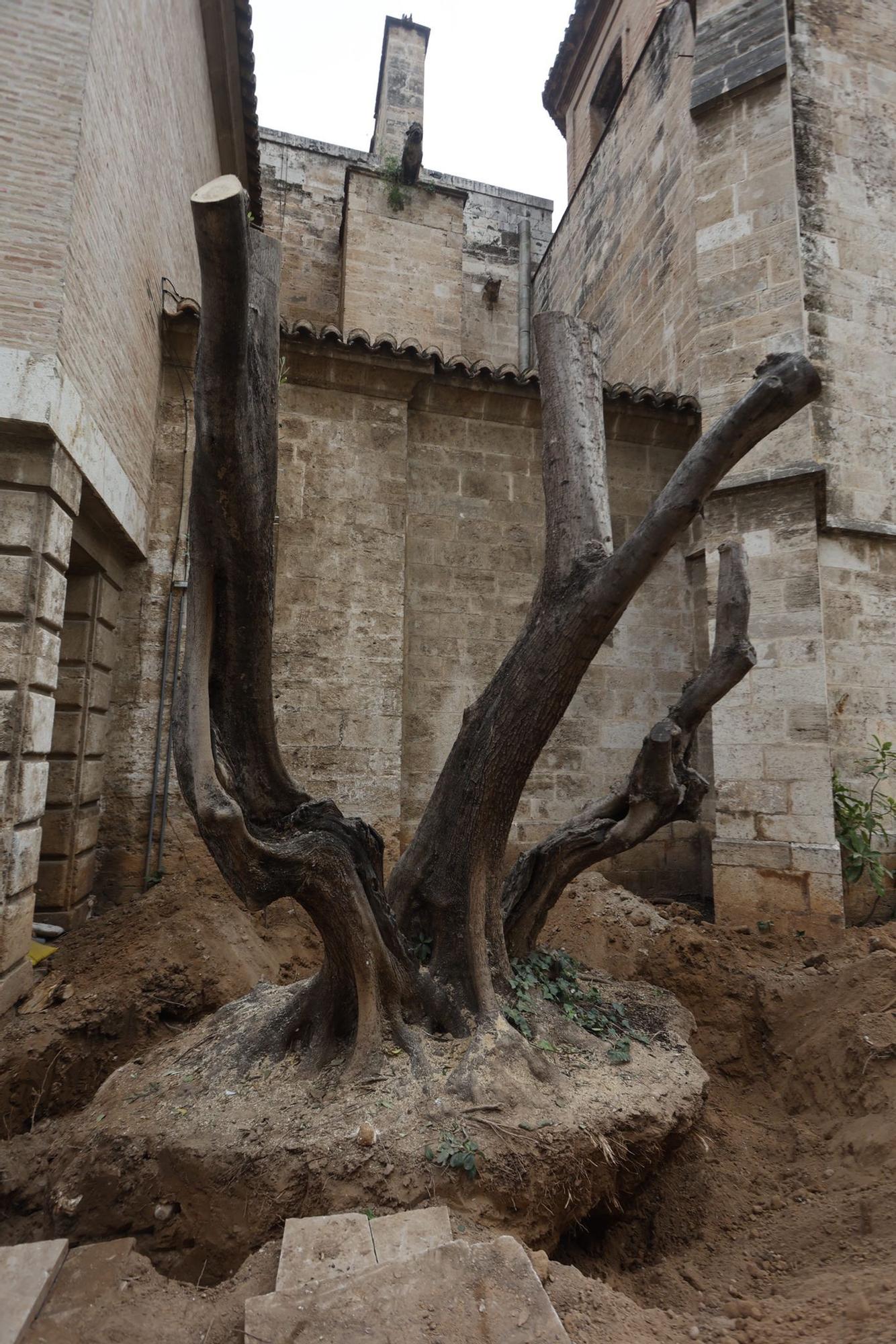 Talan los olivos del muro de la Catedral de València