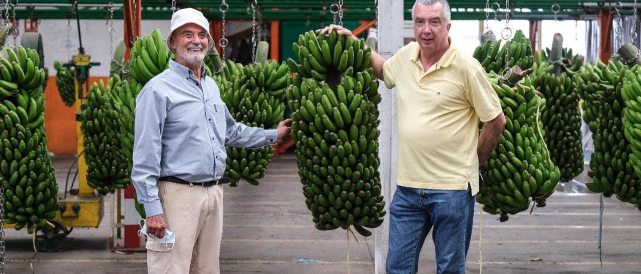 Antonio González Viéitez (izq.) y Ricardo Díaz, ayer, en la empaquetadora de plátanos de Bañaderos, en Arucas.