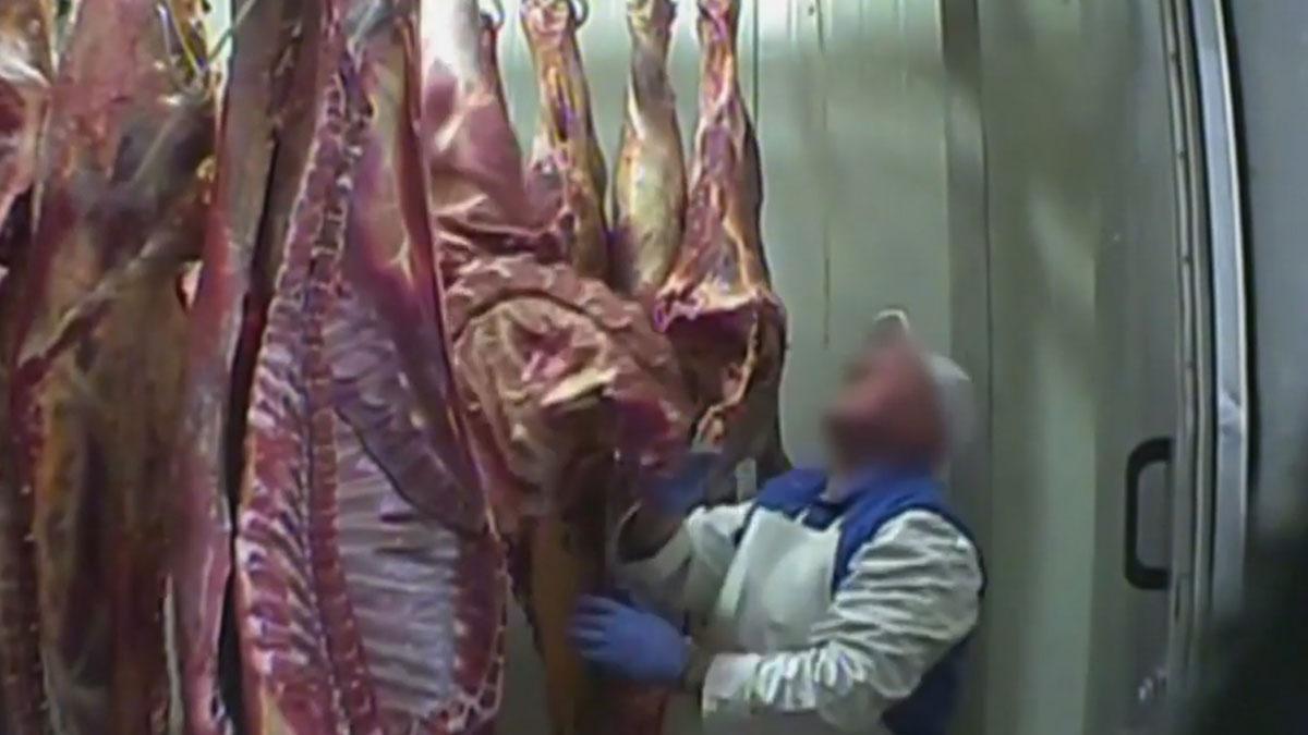 Polonia exportó carne de vacas enfermas a países europeos como España