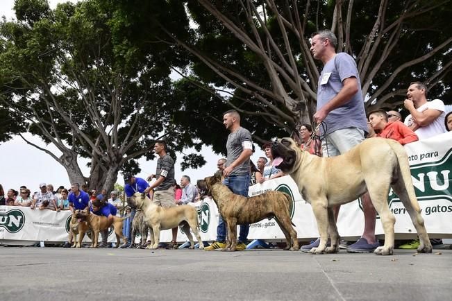 Celebración del I Certamen Nacional de perro ...