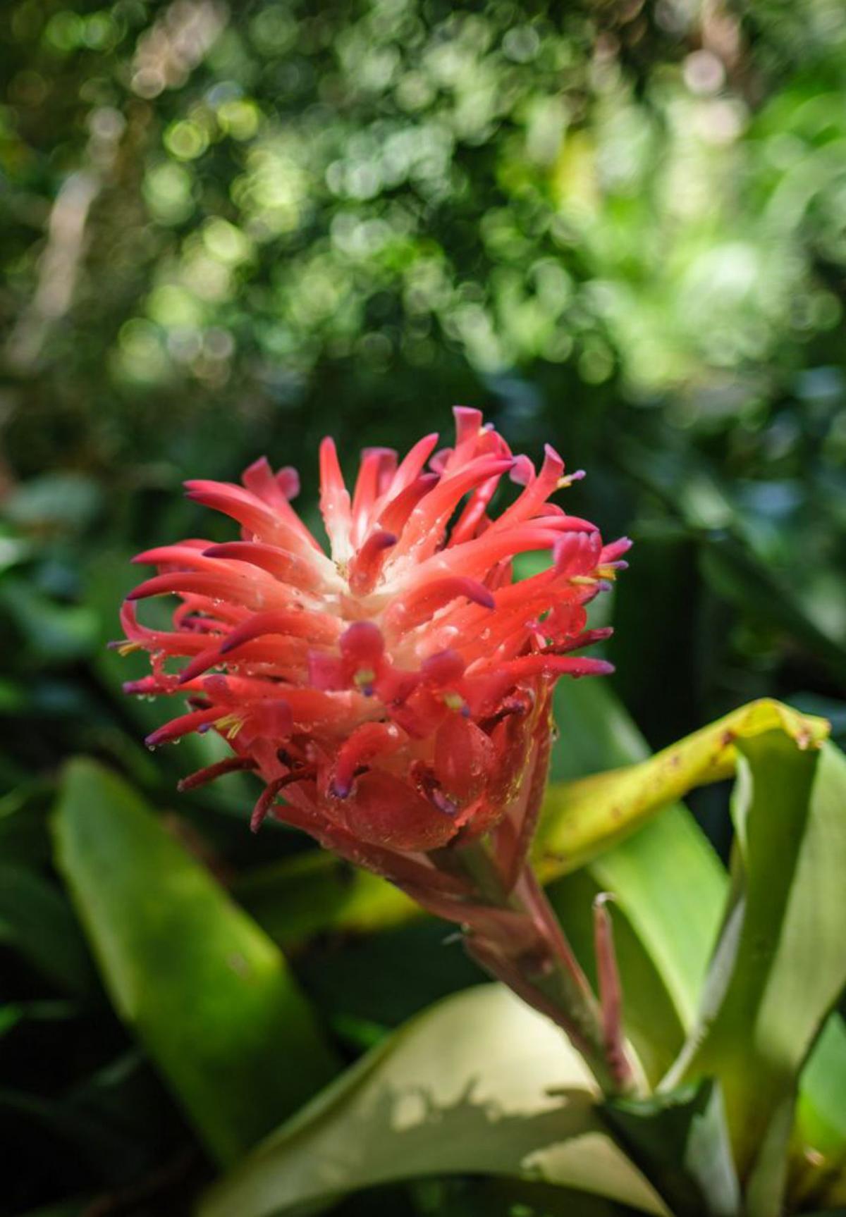 La vida secreta de las plantas