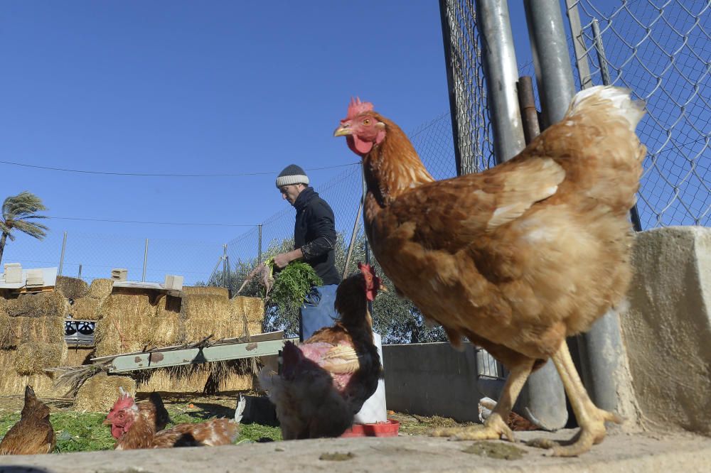 Huertos ecológicos en Elche