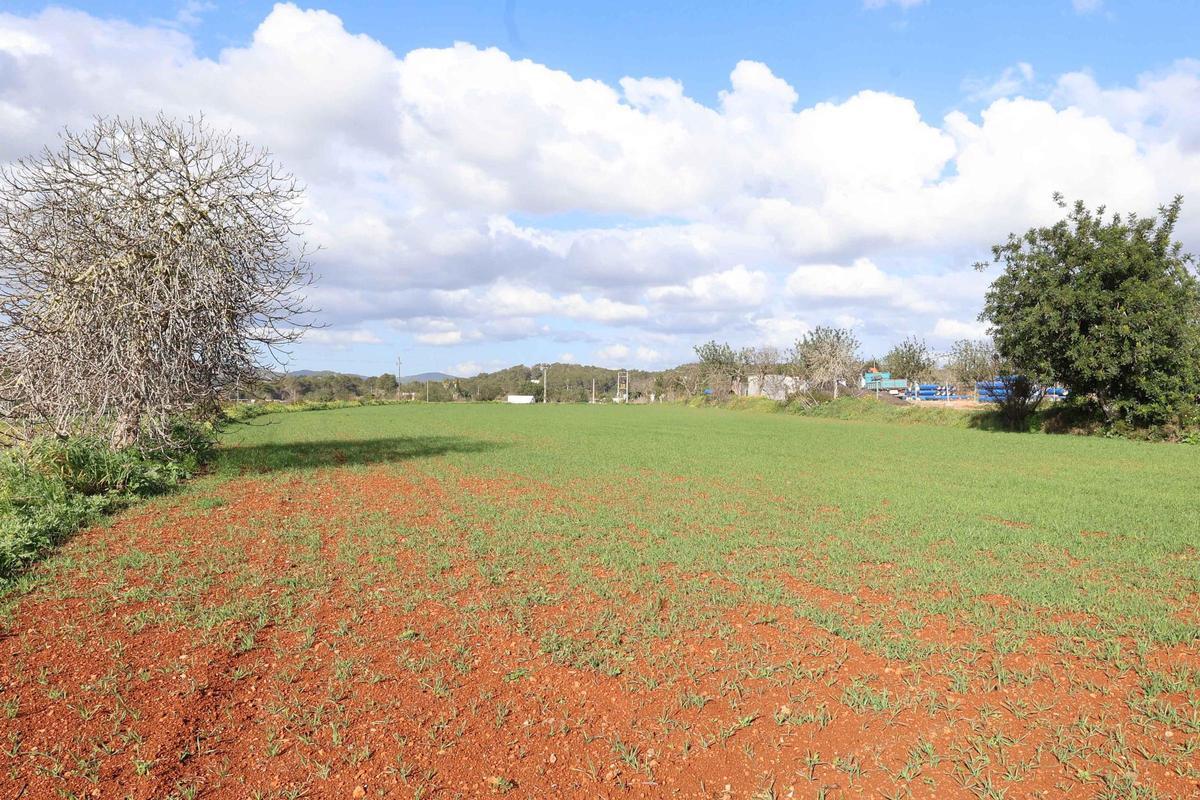 Los agricultores de Ibiza vuelven a sembrar cereal y forraje Los agricultores de Ibiza vuelven a sembrar cereal y forraje