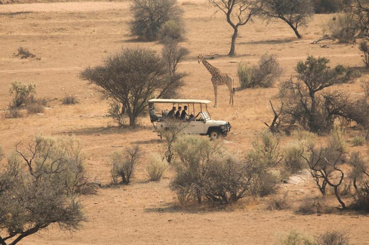 Imatge d'arxiu d'una fotografia de la Savannah, África i Safari.