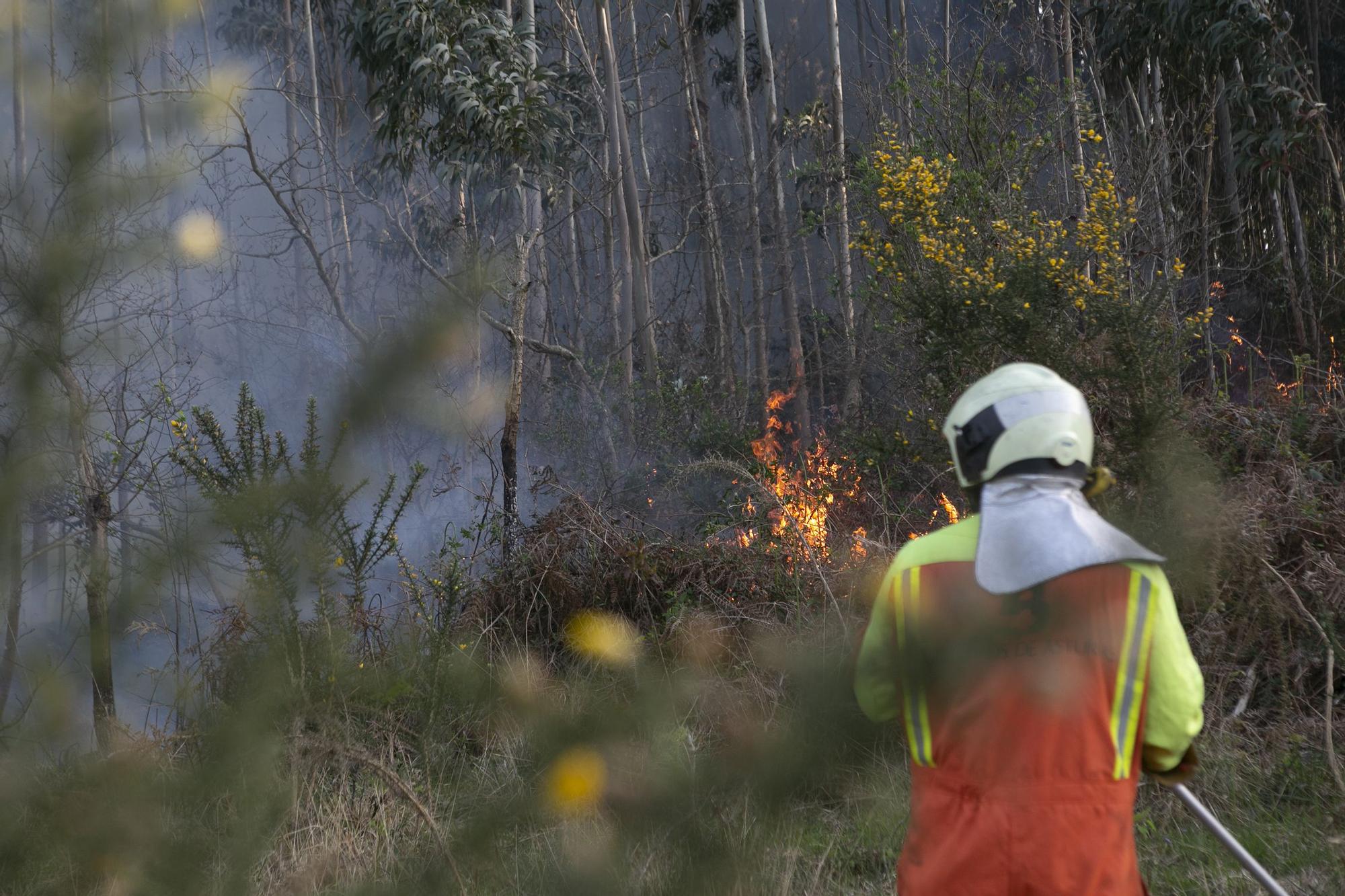 El fuego llega a la comarca de Avilés y se adentra en la Plata (Castrillón)