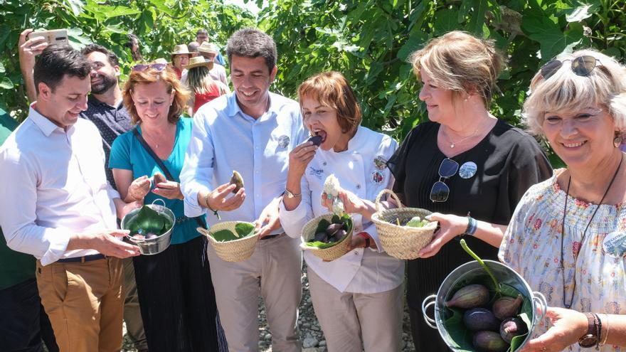 Inicio de la campaña de la breva en Albatera