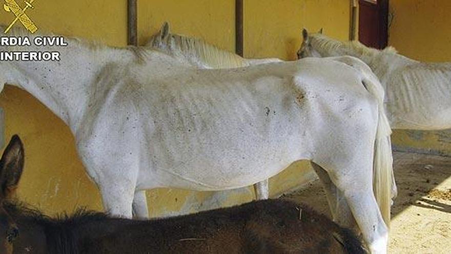 Varios caballos en la finca de Mula.