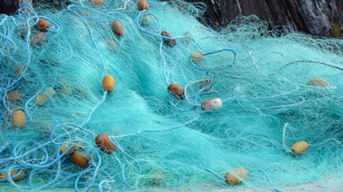 Interceptan en Tenerife 10,2 kilos de pescado capturado por furtivos.
