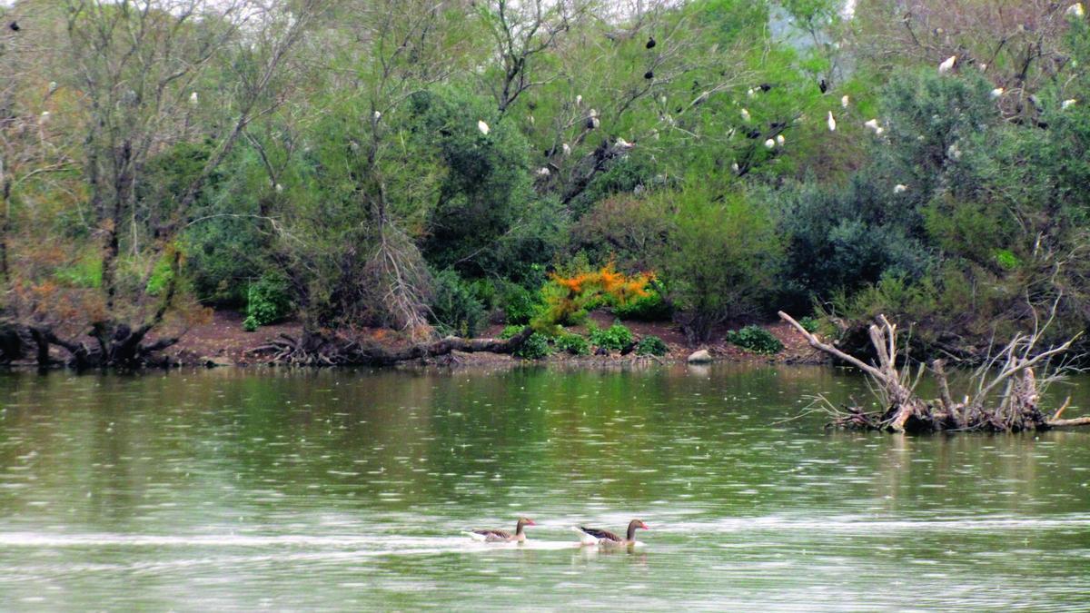 La lluvia cae sobre la laguna de Fuente del Rey, con dos ánsares en primer plano y moritos y garcillas en los árboles de la cara sur de la isleta, donde se observan nidos de garzas reales. / M. Palacio