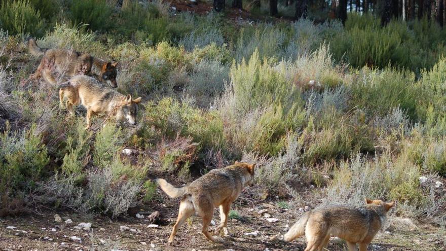 La Junta reclama la transferencia de fondos para compensar los daños del lobo