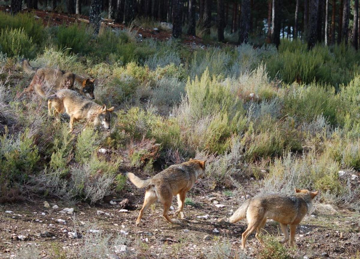 Varios lobos en el Centro del Lobo Ibérico de Robledo. | Araceli Saavedra