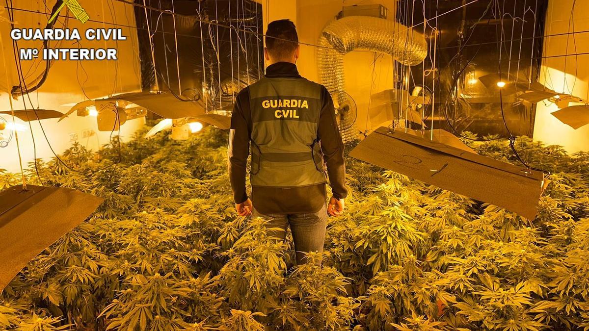 COMUNIDAD VALENCIANA.-Valencia.- Sucesos.- Cinco detenidos por ocultar cultivos de marihuana con más de 1.500 plantas en viviendas de Carlet