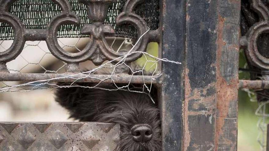 En la casa del agresor había ayer otro perro. // Brais Lorenzo